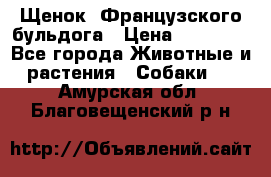 Щенок  Французского бульдога › Цена ­ 35 000 - Все города Животные и растения » Собаки   . Амурская обл.,Благовещенский р-н